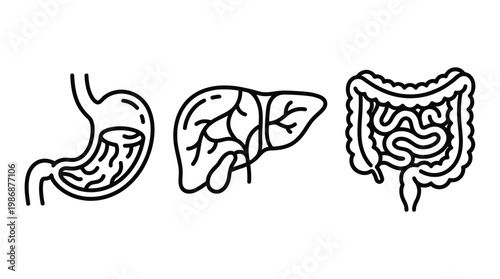 Human digestive system internal organ line art icon set on grid base.