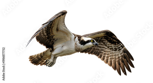 Majestic osprey in flight with wings spread wide and talons extended