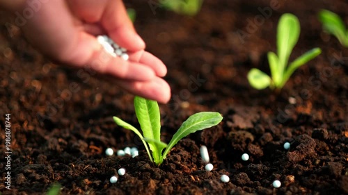 The hands of a farmer applying chemical fertilizer to leafy green vegetables to promote plant growth. Vegetables are a beneficial food source for humans.