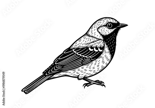 Vintage Woodcut Bird Illustration, Hand-Drawn Engraved Songbird Vector Design Isolated on White Background