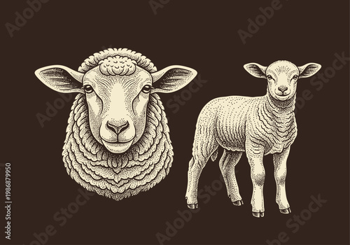 Vintage Hand Drawn Sheep and Lamb Illustration, Stipple Art Engraving Style Farm Animal Portraits on Dark Background
