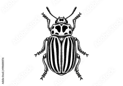 Vintage Engraving Style Colorado Potato Beetle Illustration - Hand Drawn Stippled Ink Drawing of an Insect Isolated on White Background