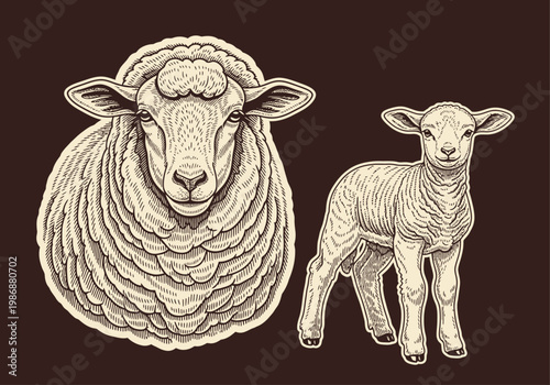Vintage Hand-Drawn Engraving of Sheep Head and Standing Lamb, Retro Woodcut Illustration of Farm Animals for Agriculture Branding