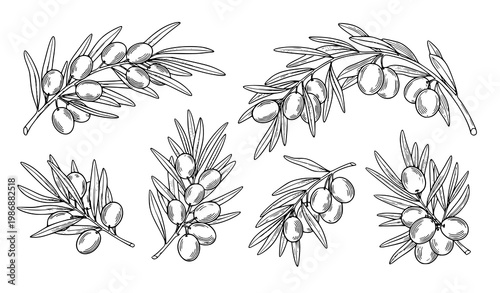 Creative olive collection hanging olives tree botanical black and white vector illustration set isolated on white background