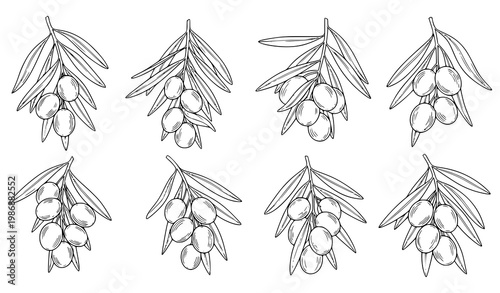 Olive tree set hanging olives branch leaves botanical black and white vector illustration isolated on white