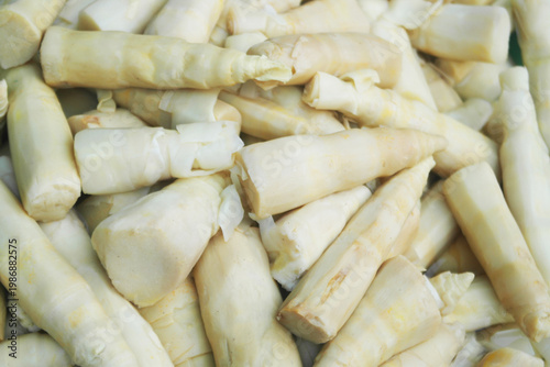 Raw eatable bamboo sticks as background