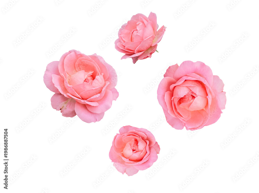 Fototapeta premium Four delicate pink rose blooms, perfectly isolated on a transparent background, showcasing their natural soft beauty.