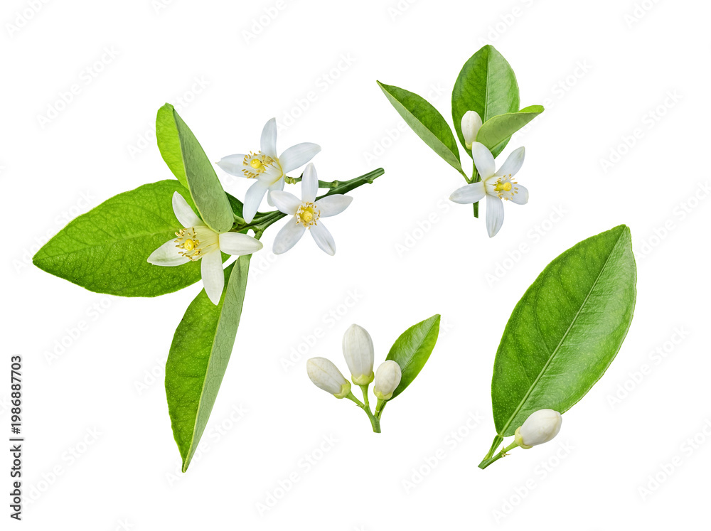 Obraz premium Fresh white orange blossoms with vibrant green leaves and delicate buds, isolated on transparent.