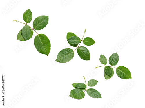 Isolated vibrant green rose leaves with textured veins, showcasing natural beauty on a clean transparent background.