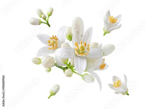 Cuadro en lienzo Close-up of fresh white orange blossoms with green buds and bright yellow stamens, isolated on a transparent background