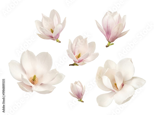 Obraz na plátně Collection of beautiful white and pink magnolia flowers in various stages of bloom on a transparent background