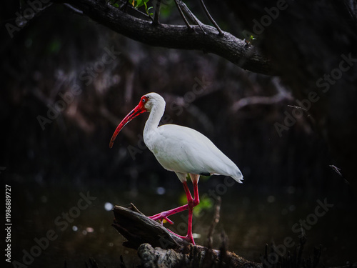 Foto Witnessing the magnificent white ibis in its lush habitat, a memorable wildlife