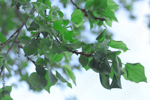 green leaves and blue sky