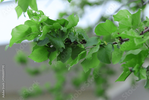 green leaves on a branch