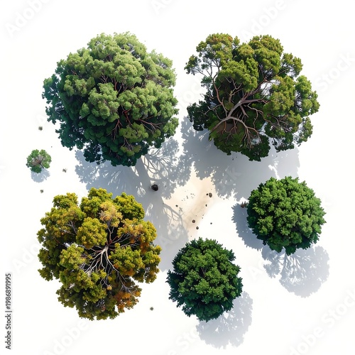 Aerial view of lush green trees on a white background