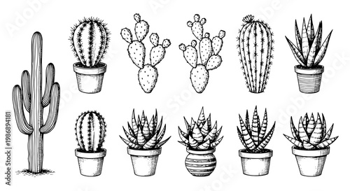 Cactus plants with spiky succulents in pots drawn as monochrome line art botanical icons for stickers
