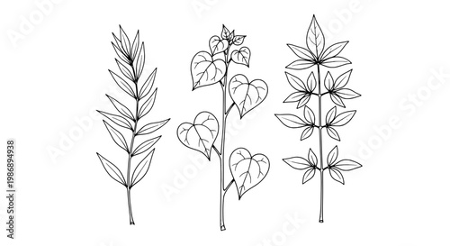Botanical branch drawing set with delicate line art leaves, seed pods, and flowering stems in a minimalist monochrome style