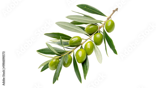 Fresh green olives and leaves on a branch during harvest season in an olive grove