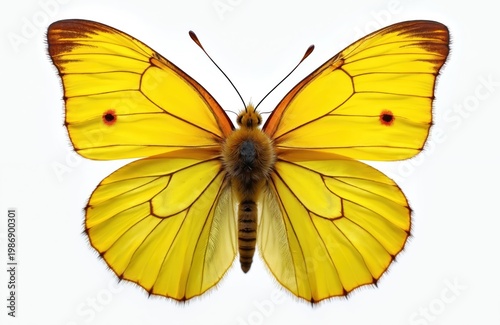 Bright yellow Brimstone butterfly isolated on pure white background. Macro view of delicate orange-brown wing edges and antennae detail. This Pieridae family insect specimen showcases natural beauty.