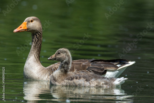 Quadro su tela greylag goose aquatic bird European lakes and ponds migratory bird