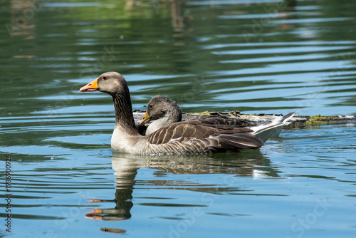 Bilde på lerret greylag goose aquatic bird European lakes and ponds migratory bird