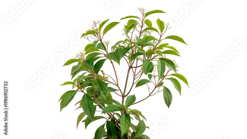 cinchona officinalis  isolated on transparent background