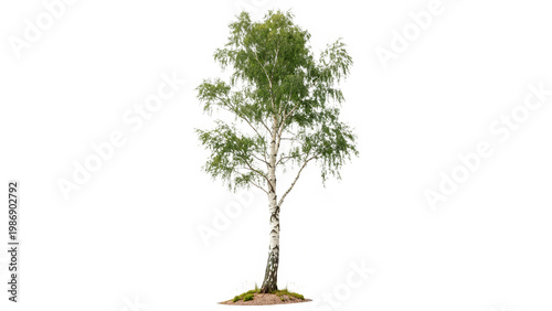 Foto betula pendula commonly known as silver birch  isolated on transparent backgroun