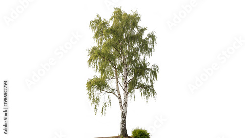 Konstfotografi betula pendula commonly known as silver birch isolated on transparent background
