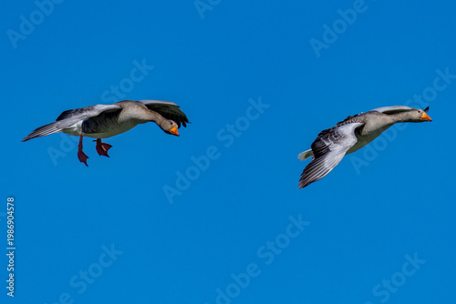 greylag goose aquatic bird European lakes and ponds migratory bird