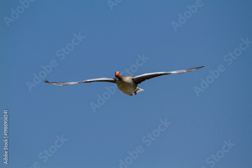 greylag goose aquatic bird European lakes and ponds migratory bird
