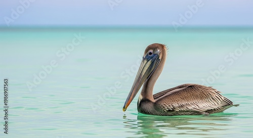 Brown pelican swimming in turquoise water in Florida. A captivating wildlife portrait in natural light. Coastal biodiversity, tropical wildlife, avian beauty.