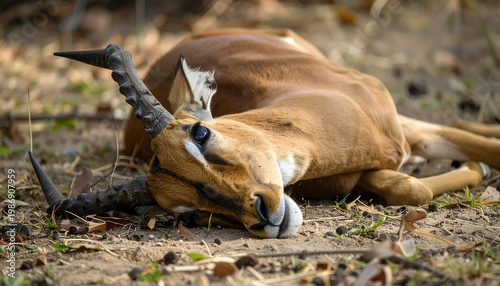 Horned animal lays on dirt, face down in shadow and light; eye open. Leaves, dirt, and tree trunks in background