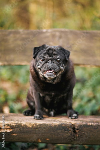 Φωτογραφία black pug dog sitting on a wooden bench looking happy