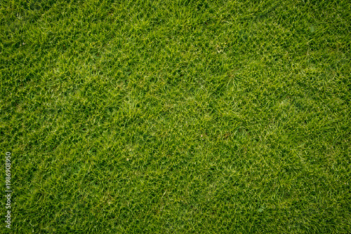 grass, lush green lawn texture background