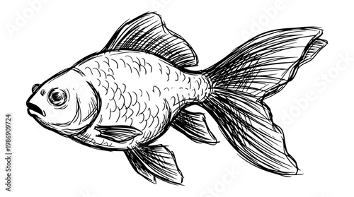 Detailed vector illustration of a goldfish from the side