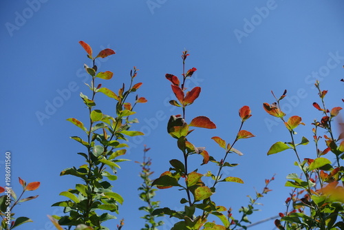 Branches of Berberis vulgaris against blue sky in July