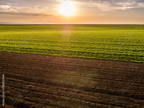 Agricultural field with young green crops and plowed soil at sunrise