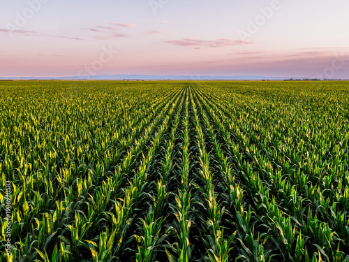 Slika na platnu Green corn field in rows at sunset