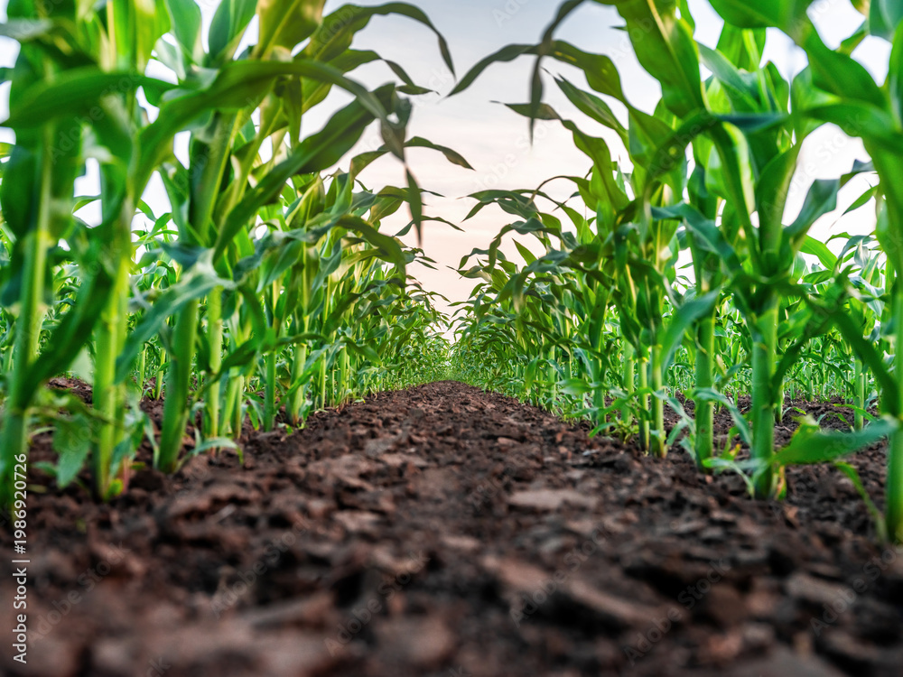 Naklejka premium Green cornfield showing rows of growing maize plants
