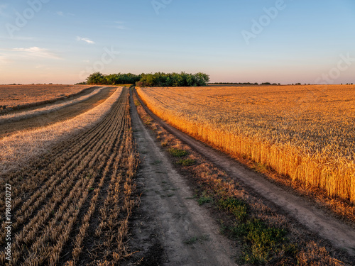 Rural dirt road dividing harvested and ripe wheat fields at sunset