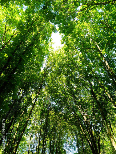 фотографія Green treetops against clear sky, shot from below while walking in park