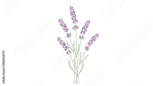 Vintage lavender flower bouquet vector illustration, purple botanical floral stems, elegant hand drawn lavender sprigs for wedding stationery