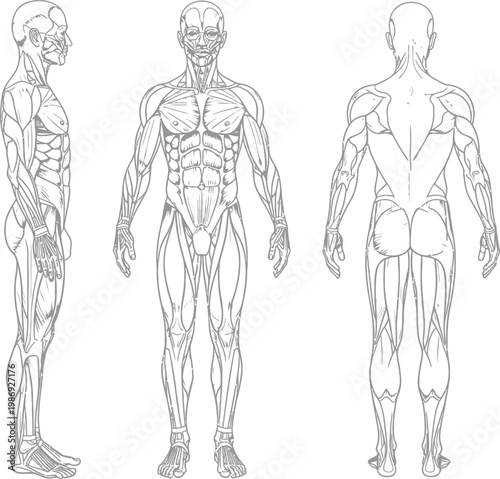 Human muscular system vector, male anatomy diagram, medical body muscle chart for fitness education