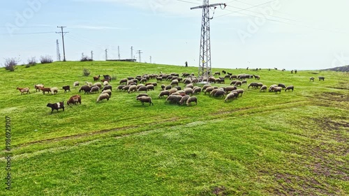 A group of sheep moves across a green field while grazing. Power lines stand tall in the background. Birds can be seen flying above in the open sky.