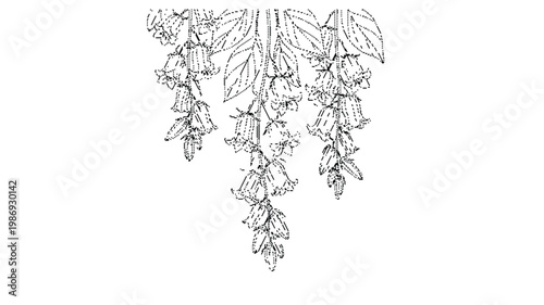 Vintage botanical line art of hanging bellflowers, hand drawn floral sketch with foxglove blossoms, elegant black and white garden flower vector