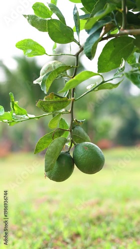 Bunch of ripe green limes growing hanging on branch of exotic lush tree (Citrus aurantifolia) in village of Thailand, gardening and growing food production, vitamin citrus lime fruit grows on tree.