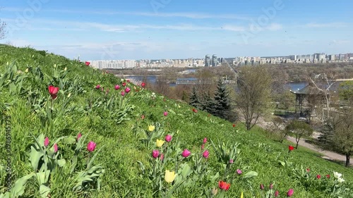 Tulips in the spring park in Kyiv city, Ukraine.