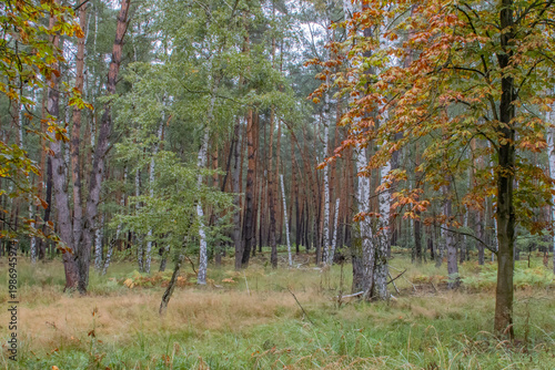 Autumn Forest Clearing with Pine and Birch Trees copy space