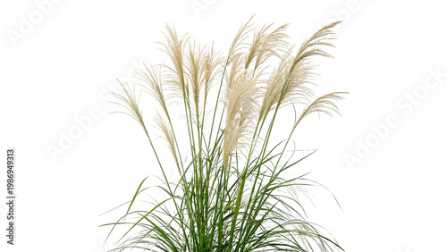Photos Miscanthus sinensis gracillimus maiden grass isolated on transparent background