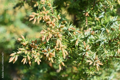 Juniper juniperus communis in early spring